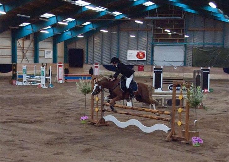 Welsh Pony (sec B) CeltonAristides *solgt* - Sønderborg Show Stævne LB spring :-) 8.plads billede 18