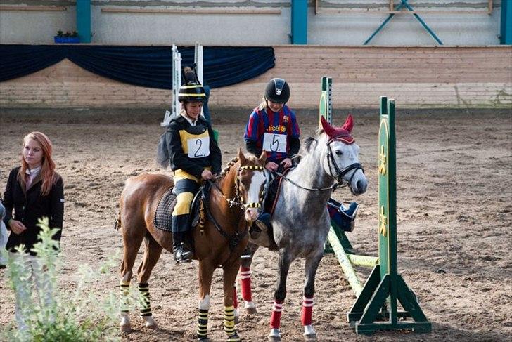 Welsh Pony (sec B) CeltonAristides *solgt* - De seje :-) billede 20