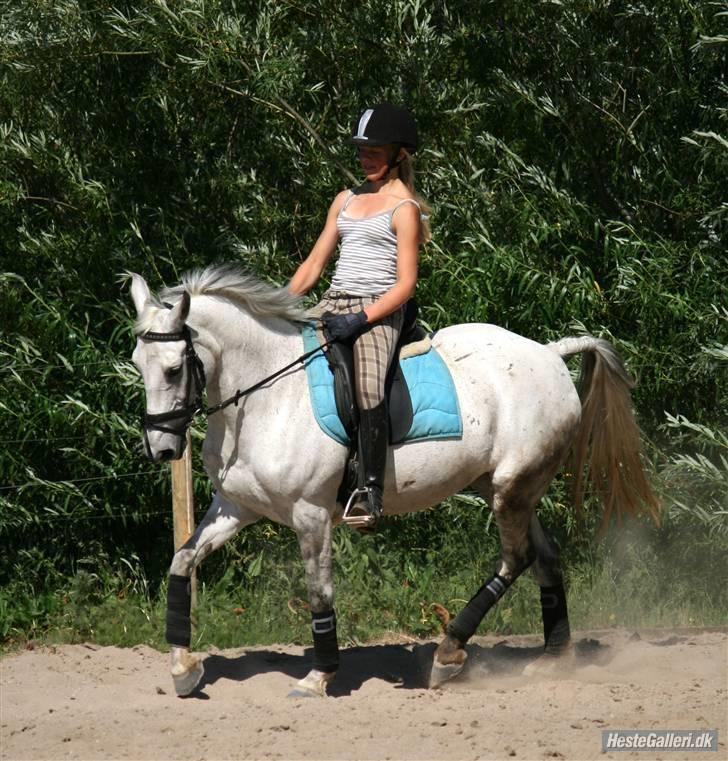 Anden særlig race Mon Cherie (solgt) - *min* lækre dressur pony og rikke billede 9