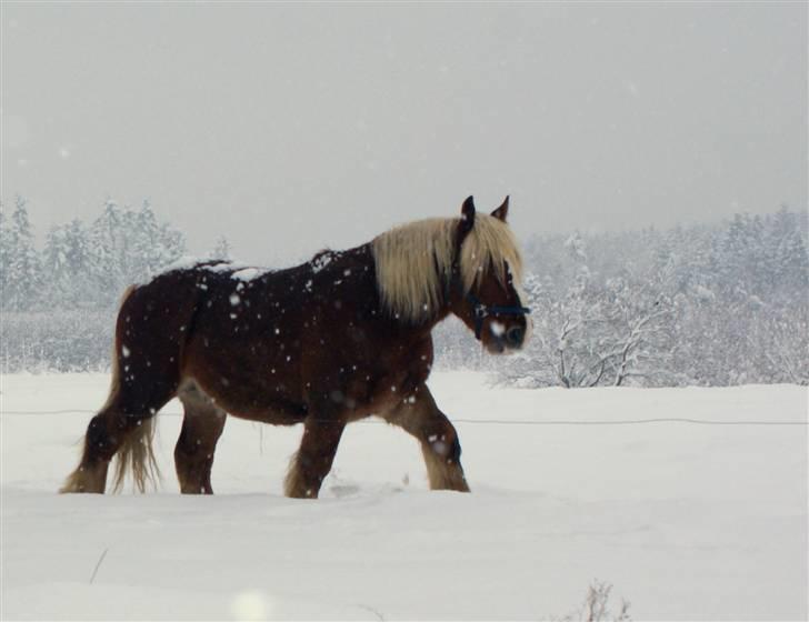 Jyde Emil &min hypper& billede 11
