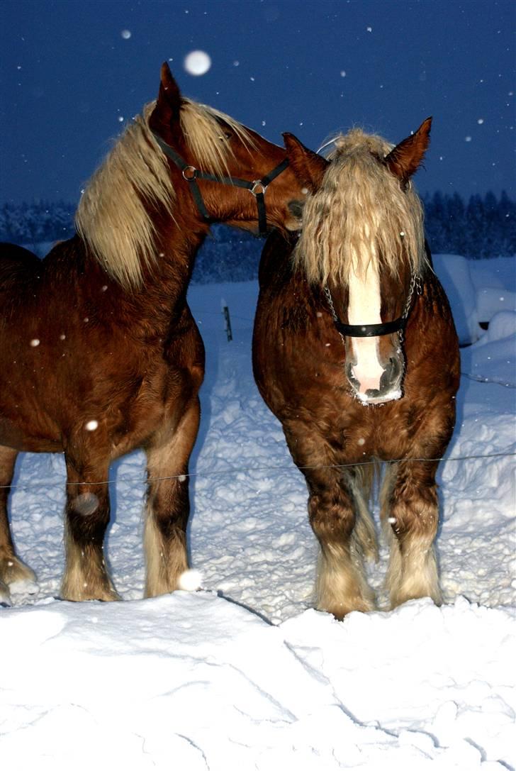 Jyde Conrad billede 19