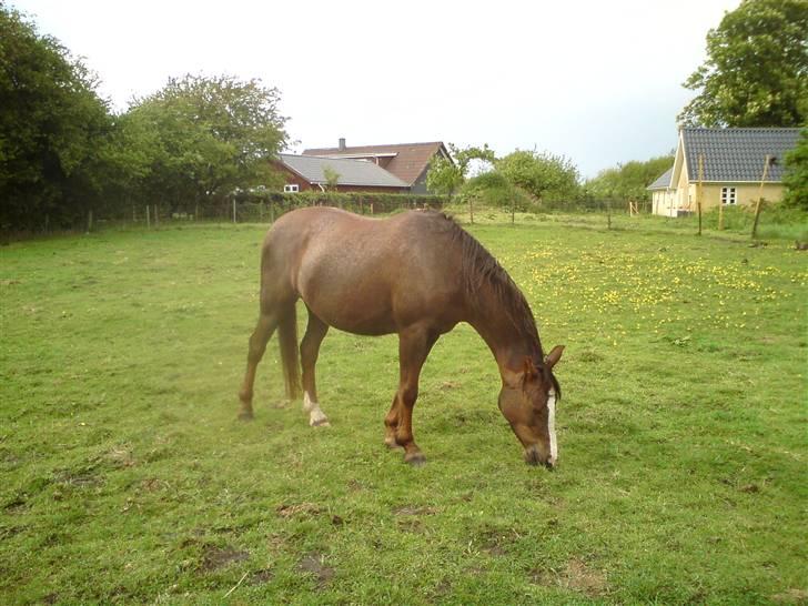 DSP Evita  billede 17