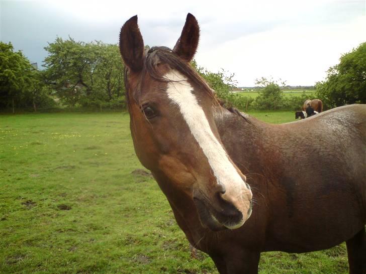 DSP Evita  billede 18