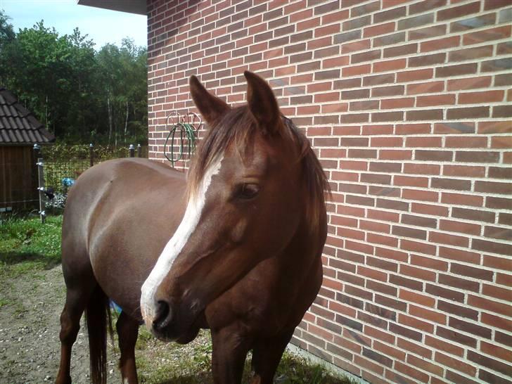 DSP Evita  billede 20