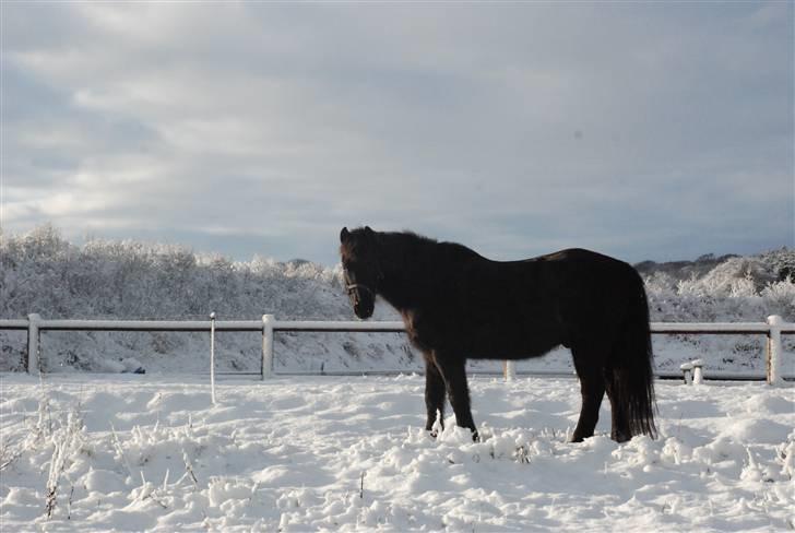 New Forest Sonny Boy *DRØMMEPONYEN* - Sonny i sneen  :) billede 13