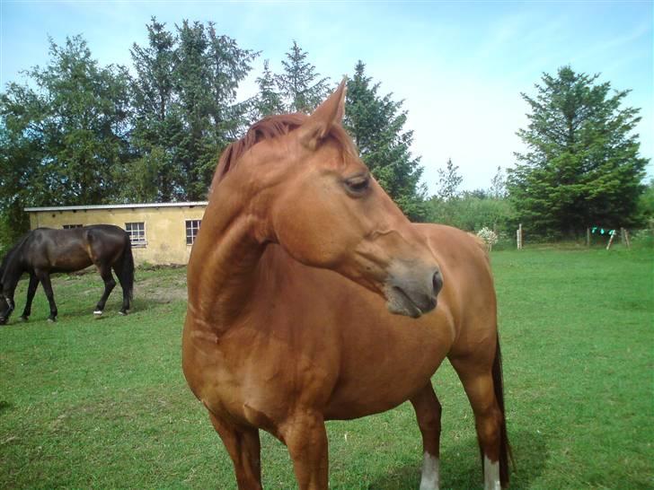 Dansk Varmblod Chili  billede 1