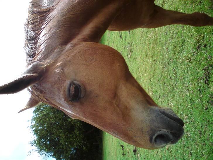 Dansk Varmblod Chili  billede 2