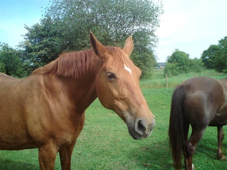 Dansk Varmblod Chili  billede 3