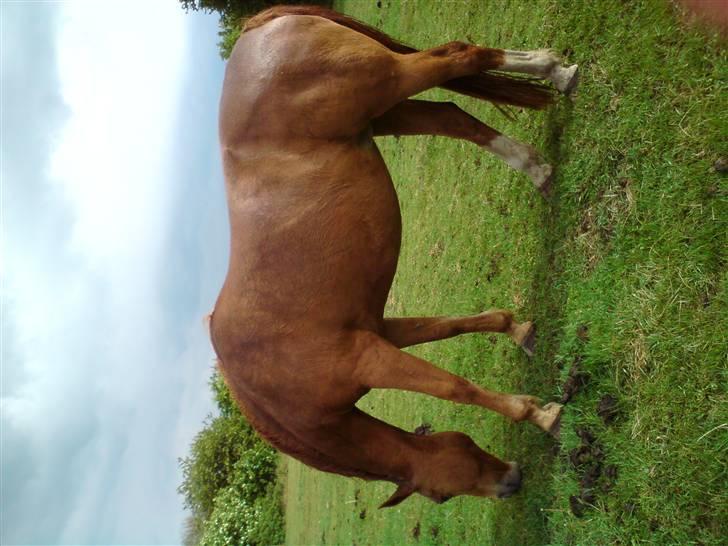 Dansk Varmblod Chili  billede 4