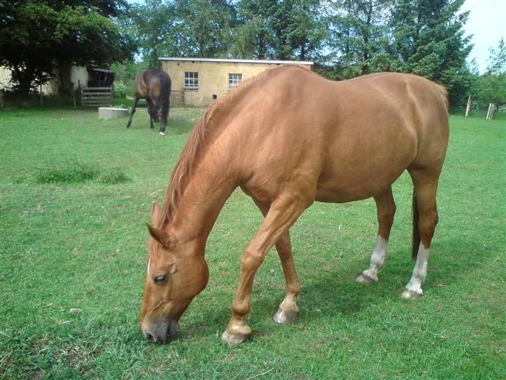 Dansk Varmblod Chili  billede 5