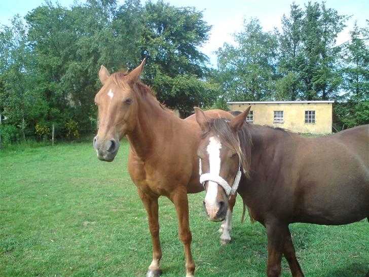 Dansk Varmblod Chili  billede 6