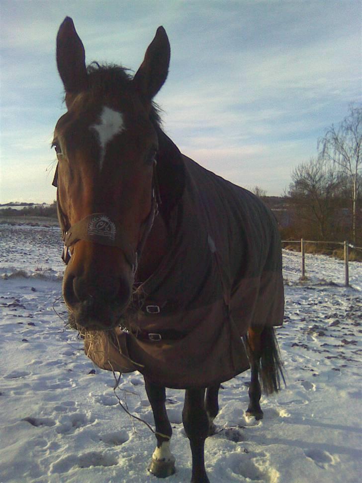 Dansk Varmblod  | Birkegårdens Chester - Hygge på folden, Januar 2010 ... MÅ IKKE KOPIRES billede 12