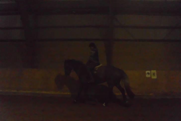 Holstener Carla - redet i ca. 7 uger :b <3  billede 11