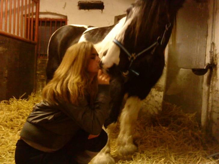 Irish Cob Jensen<3 *Passer*  billede 15