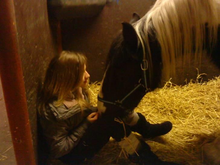 Irish Cob Jensen<3 *Passer*  billede 16