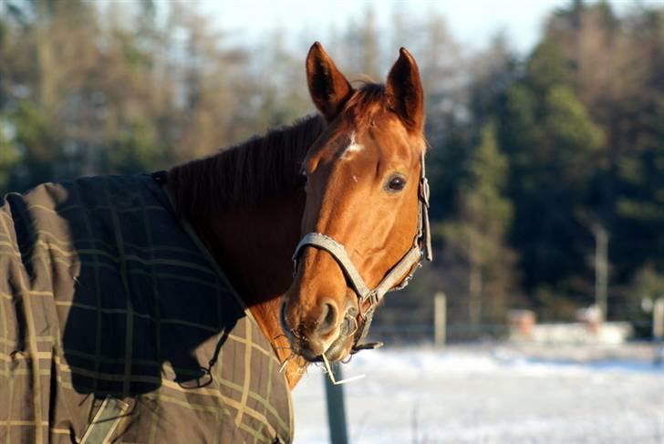 Dansk Varmblod Luna - Solgt billede 5