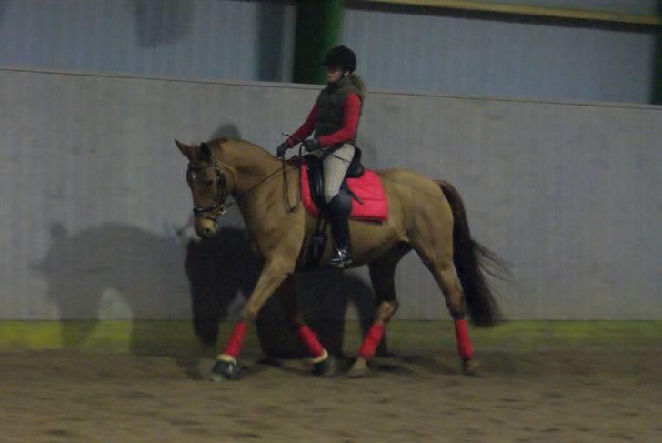 Dansk Varmblod Luna - Solgt billede 7