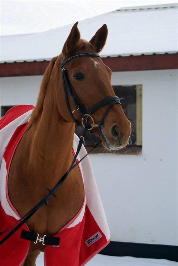 Dansk Varmblod Luna - Solgt billede 9