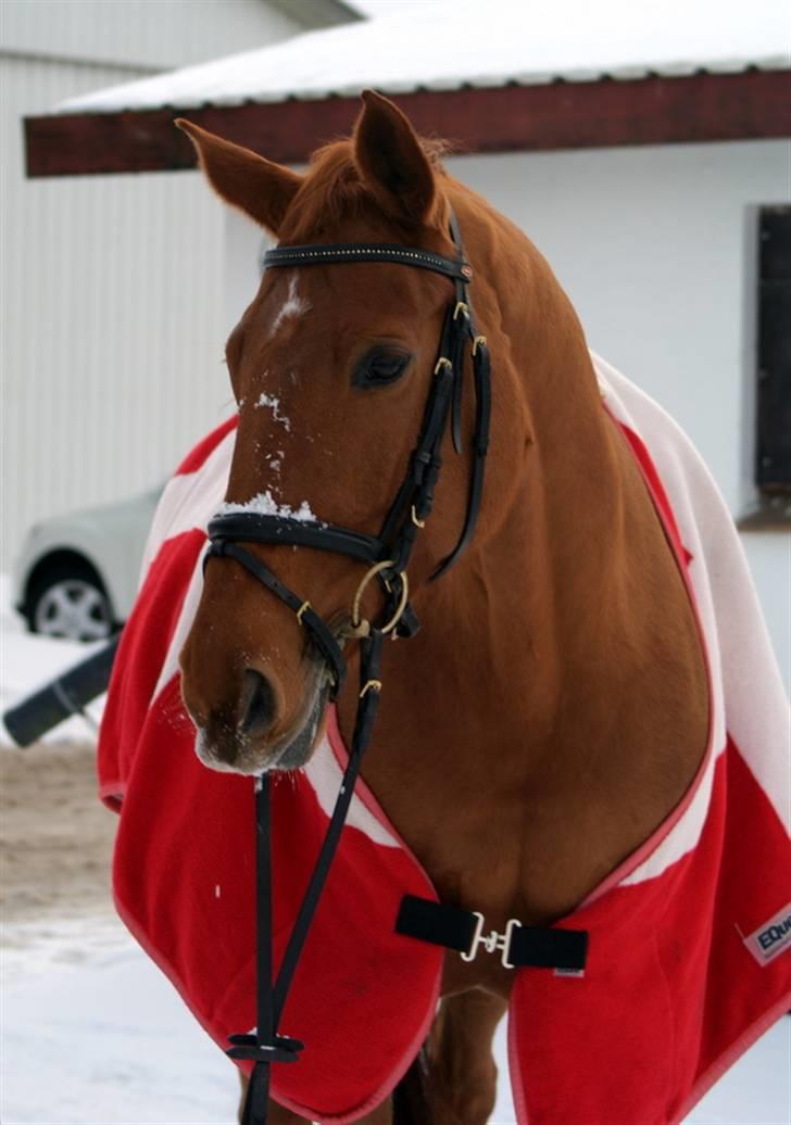 Dansk Varmblod Luna - Solgt billede 11