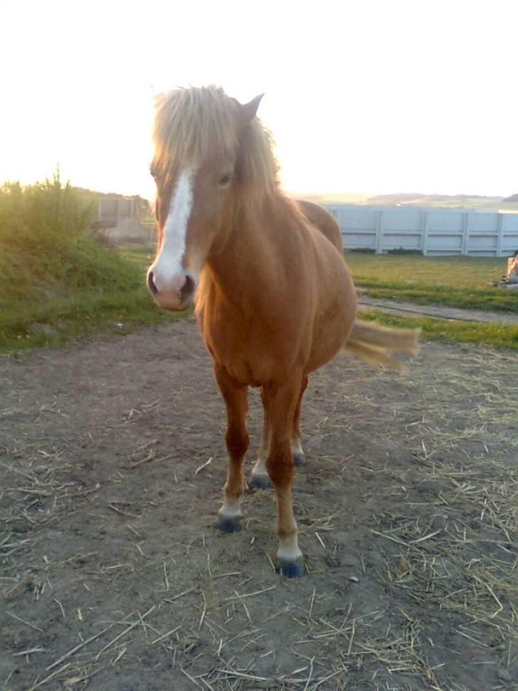 Islænder Diva billede 10