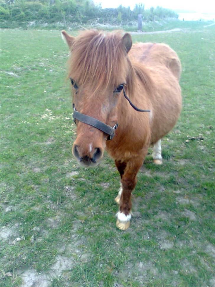 Shetlænder Liselotte *Død* billede 18