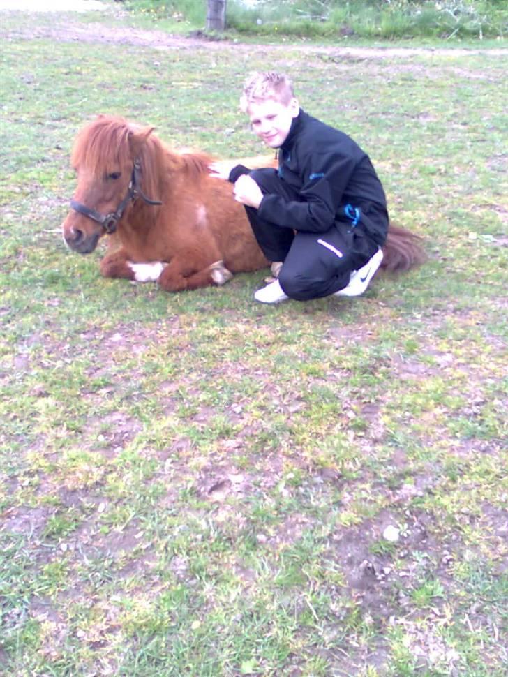 Shetlænder Liselotte *Død* - her er Christoffer og lisen billede 19