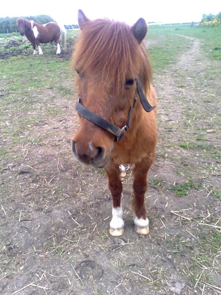Shetlænder Liselotte *Død* - her er lisen hun ser søde ud  billede 20