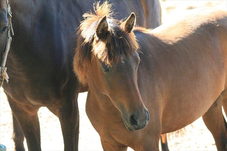 DSP NYDAM'S TOOTSIE - Nydam´s Tootsie billede 1