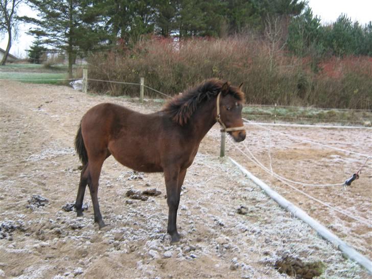 DSP NYDAM'S TOOTSIE - Højre side til fotografen. billede 3