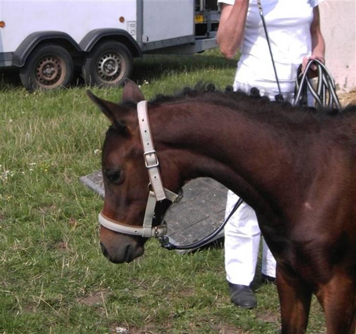 DSP NYDAM'S TOOTSIE - Fra følskue den 8. aug. 2009 billede 6