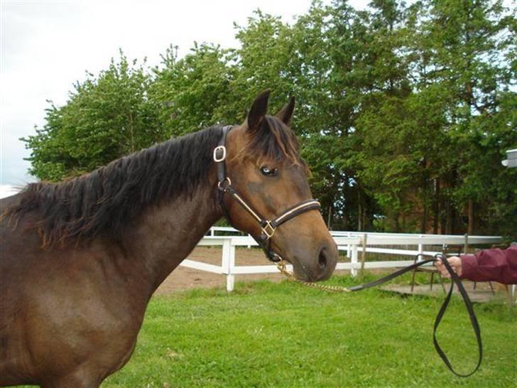Anden særlig race Elmegaardens Asterix billede 6
