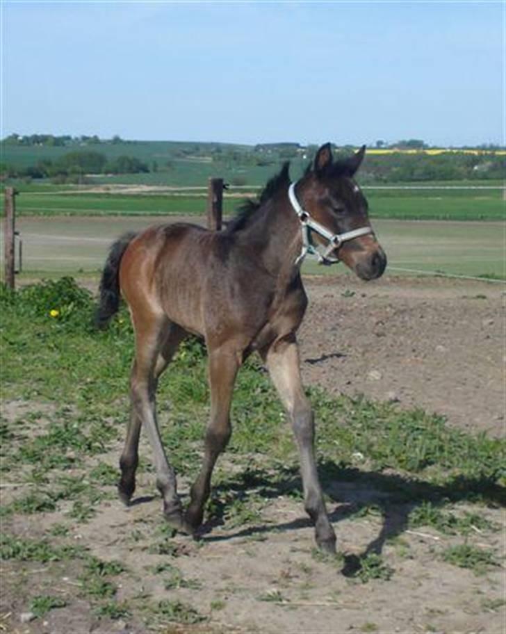 Anden særlig race Elmegaardens Asterix billede 8