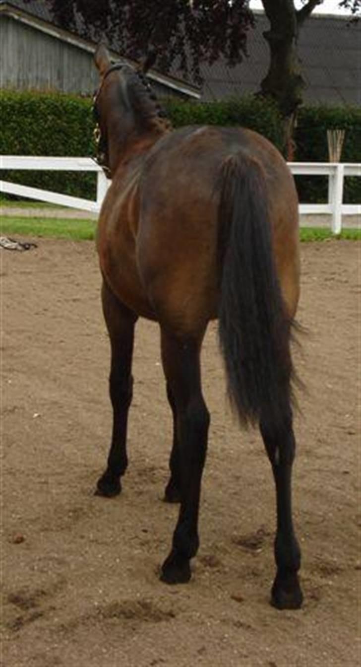 Anden særlig race Elmegaardens Asterix - Farvel billede 11