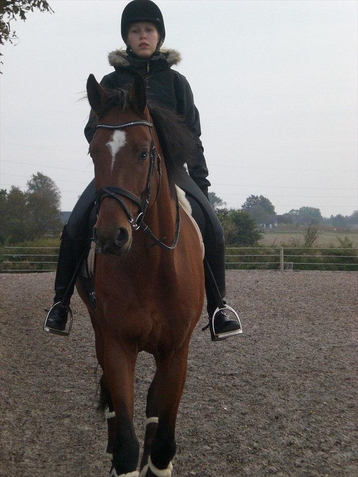 Dansk Varmblod  | Birkegårdens Chester - Skridter af, 2010... MÅ IKKE KOPIRES billede 19