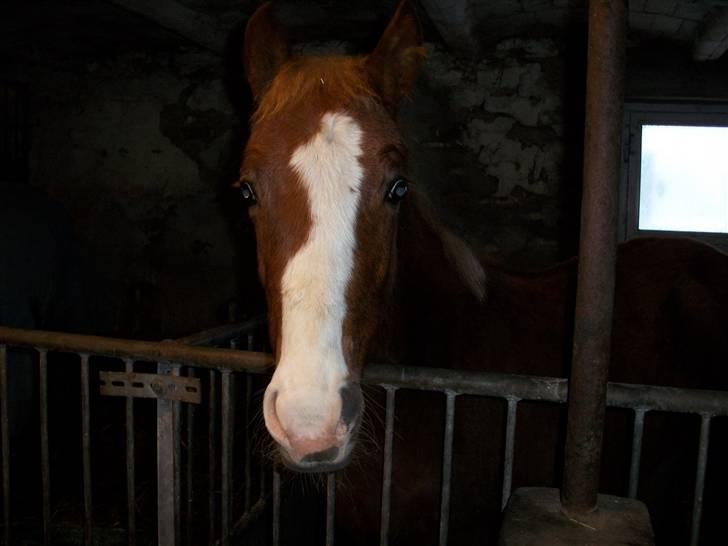 Anden særlig race Maysess[Tidl.Hest] - 2010 billede 15