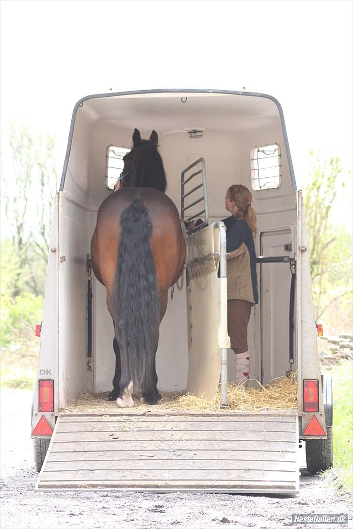 Anden særlig race Lovis [Mies hest](Solgt) - Nr. 19: Kursus 8-9 maj  2010 (: Lovis kan ihvertifald gå i trailer (:<3 Tak for billederne Pernille (: billede 19