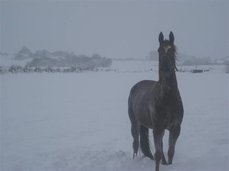 Dansk Varmblod ¨˜°º•¤ Idaho ¤•º°˜¨ - Uhh sne er sjovt:) billede 15