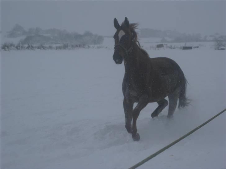 Dansk Varmblod ¨˜°º•¤ Idaho ¤•º°˜¨ - Idaho i sneén:D billede 16