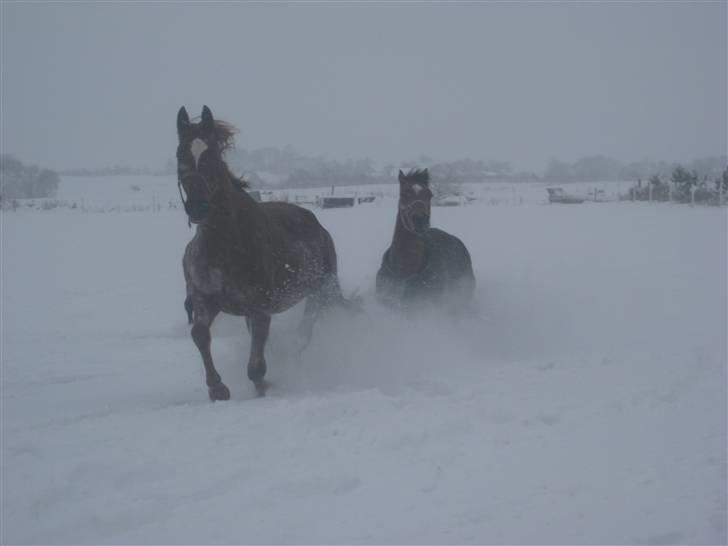 Dansk Varmblod ¨˜°º•¤ Idaho ¤•º°˜¨ billede 17