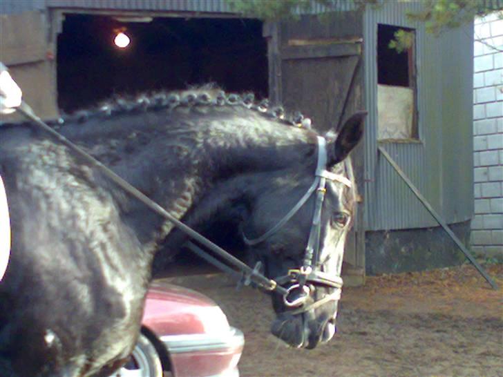 Mecklenburger Lea  billede 12