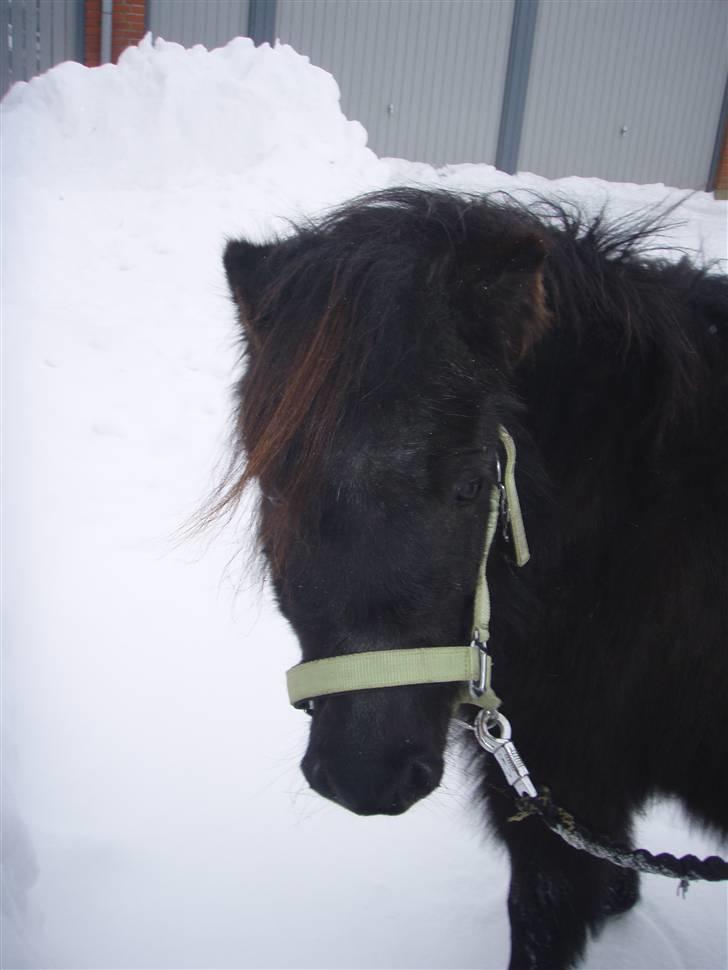 Shetlænder Frk. Fie billede 1