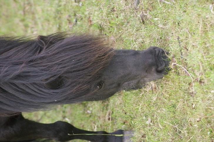 Shetlænder Frk. Fie billede 9