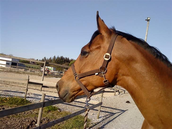 Dansk Varmblod Ronja SOLGT billede 1