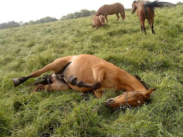 Dansk Varmblod Ronja SOLGT billede 2