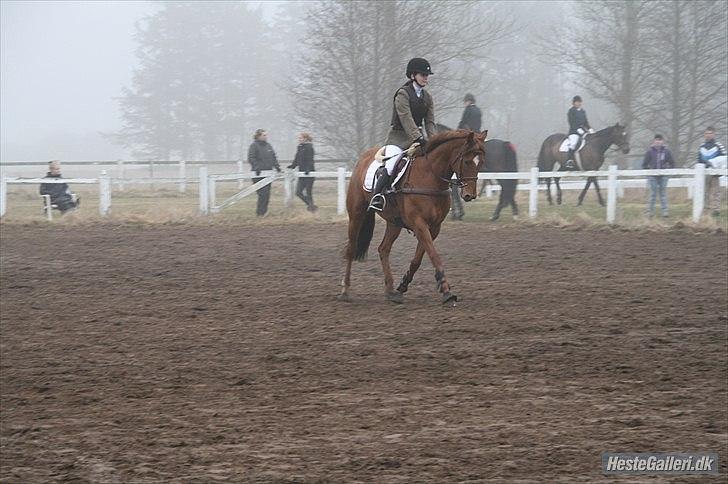 Fuldblod (XX) Ruder Dame (dullen) - "bare en dum galophest" haah som om(: foto: christinna billede 10