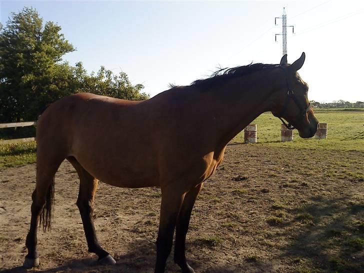 Dansk Varmblod Ronja SOLGT billede 3