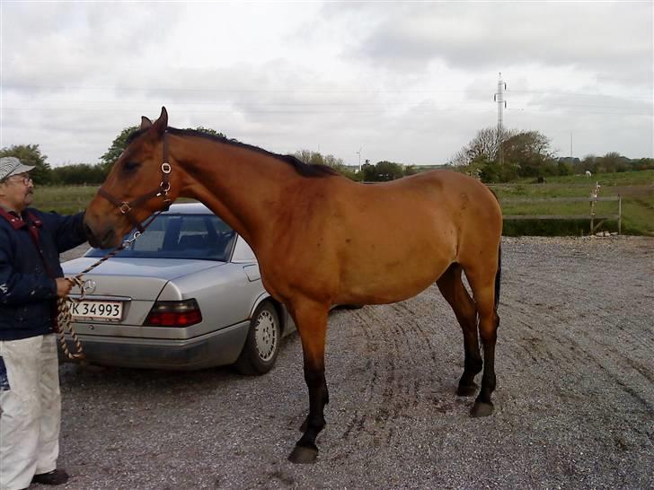 Dansk Varmblod Ronja SOLGT billede 4