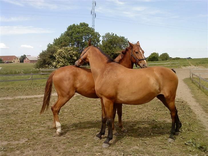 Dansk Varmblod Ronja SOLGT billede 5