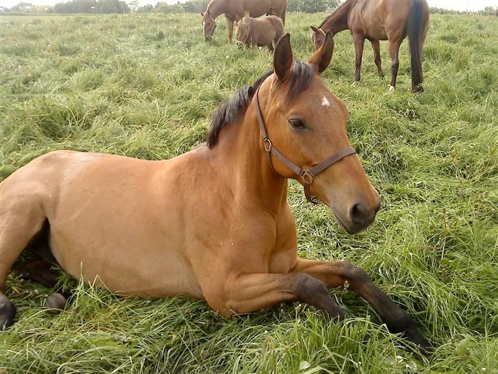 Dansk Varmblod Ronja SOLGT billede 6