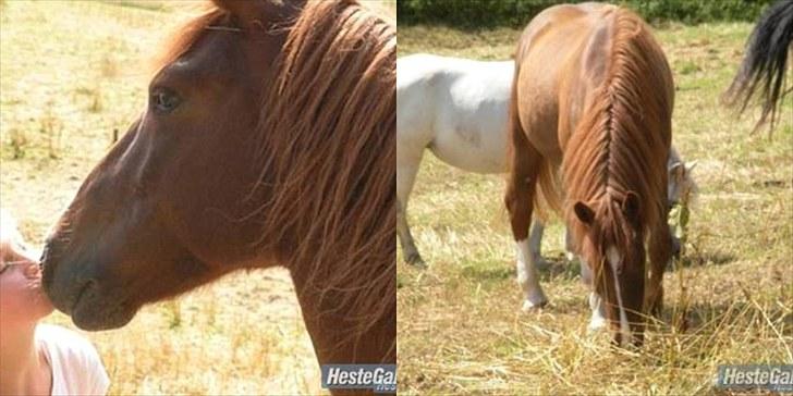 Tysk Sportspony Whysky <3|Mit alt| - Velkommen til Whysky´s profil. her er WhySky på sommerfold, hvor han rigtig hygger sig :) billede 18